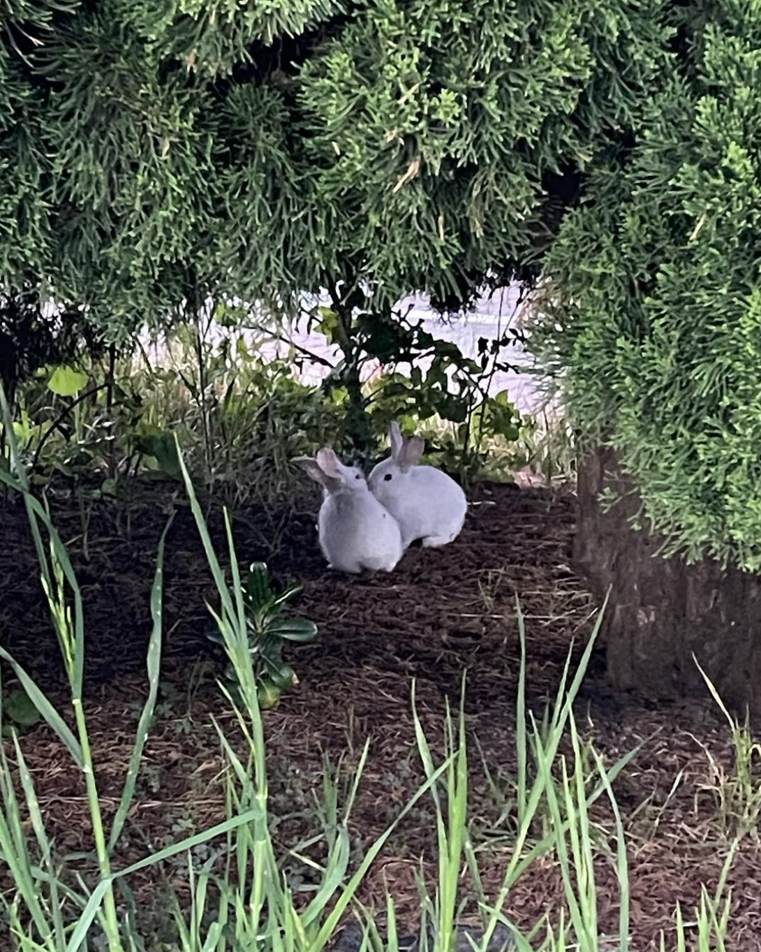 Bunny Bush